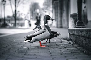 Amsterdam in the Netherlands is not just black and white