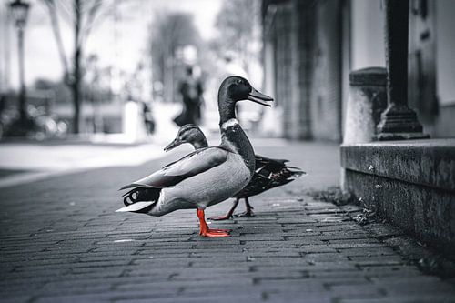 Amsterdam in the Netherlands is not just black and white