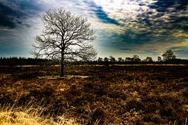 Heather in Bloom by Kevin Kamps