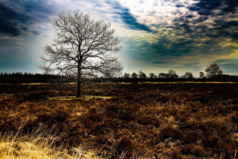 Heather in Bloom by Kevin Kamps