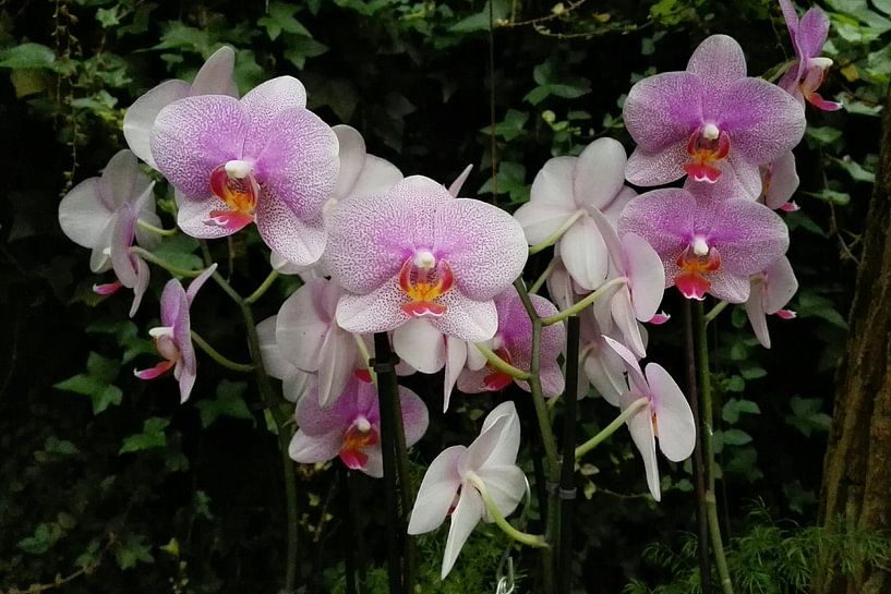 Orchidee par Kuba Bartyński
