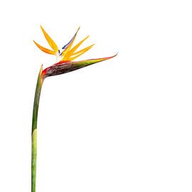 Bird of Paradise by John Goossens Photography