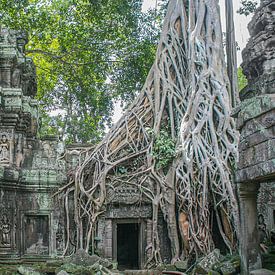 Nature Takes in Cambodia by Erwin Blekkenhorst
