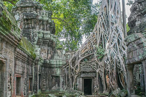 Nature Takes in Cambodia