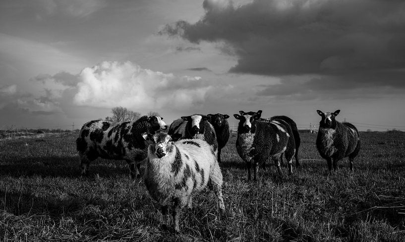Sheep on the clay by Luc Veenstra