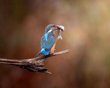 Gotcha!!! by Costas Ganasos