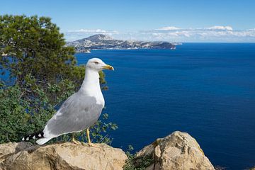 Le goéland marin observe la Méditerranée et la côte