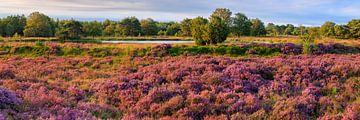 De heide in bloei in Terhorsterzand van Henk Meijer Photography