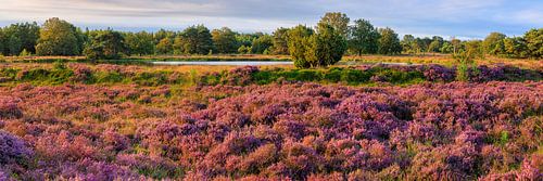 De heide in bloei in Terhorsterzand
