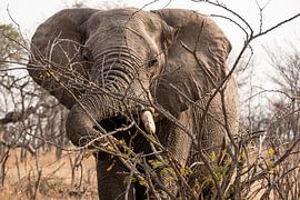 Elefant in der Savanne von Photo By Nelis