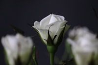 Kleine weiße Rose