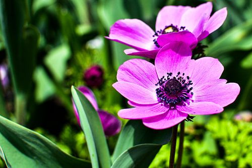 Fleurs violettes sur fond vert