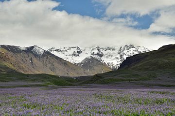 Lupinen op IJsland van Renzo de Jonge