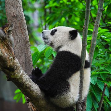 Schattige panda beer in boom ( giant panda of reuzenpanda ) van Chihong