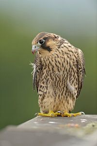 Wanderfalke ( Falco peregrinus ), Jungvogel, sitzt auf eienr Dachkante und schaut nach unten, Fronta