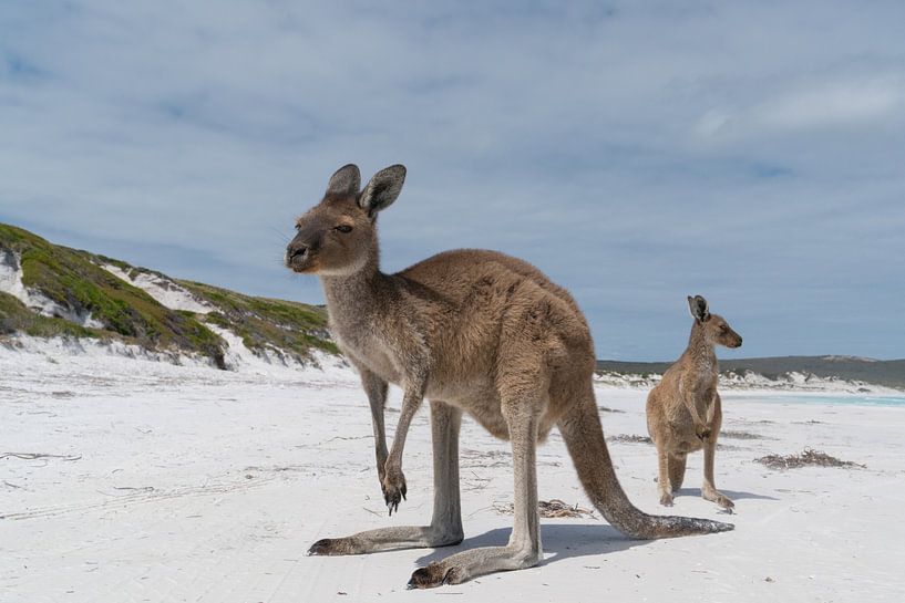 Kängurus, Lucky Bay, Cape Le Grand National Park, Westaustralien von Alexander Ludwig
