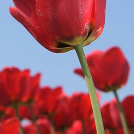Een rode tulp van Gerard de Zwaan