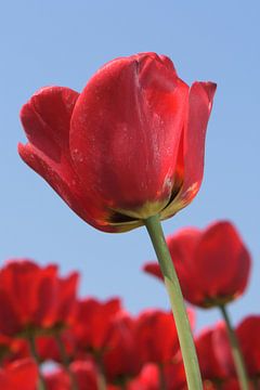Eine rote Tulpe