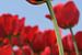 Eine rote Tulpe von Gerard de Zwaan