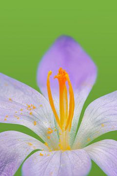 Purple crocus flower by ManfredFotos