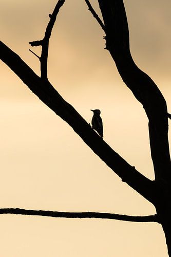 Silhouet van de Grote bonte specht