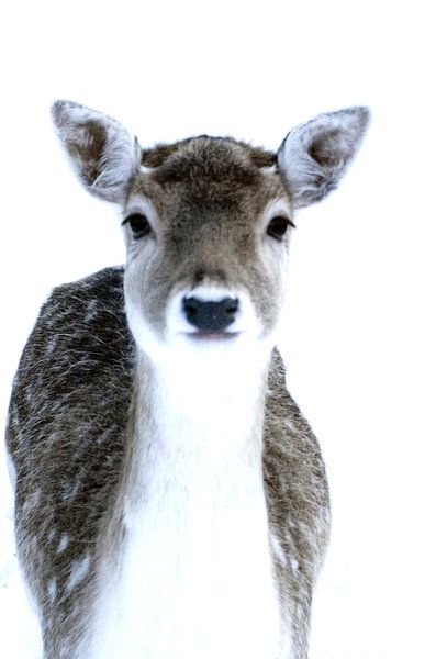 Picture of a girl deer (doe) by Therese Brals