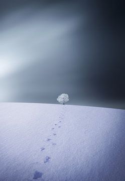 Winter van Bess Hamiti
