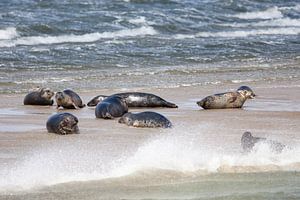 Zeehonden