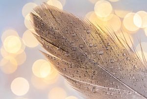 Plume brune avec gouttes d'eau et arrière-plan bokeh.