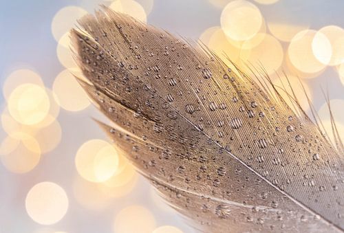 Brown feather with water drops and bokeh background.