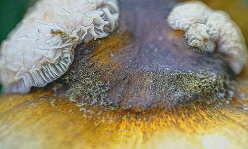Abstract Paddenstoelhoedje met schimmel