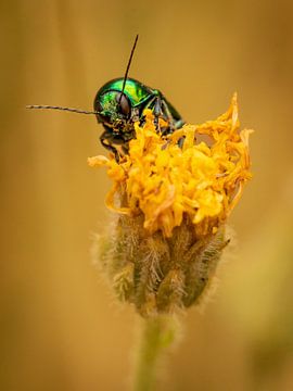 Fascinant scarabée sur une fleur jaune sur Beeldpracht by Maaike