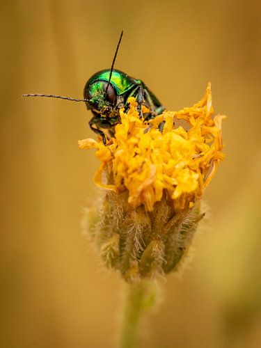 Fascinating beetle on a yellow flower