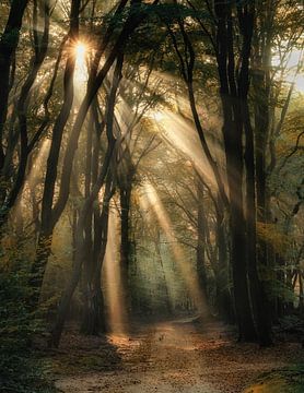 Autumn in Speulder Forest