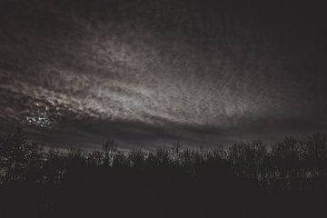 donkere wolken boven het bos van it's a Boone thing