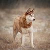 Husky sibérien sur Petra Lakerveld