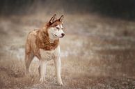 Siberische husky van Petra Lakerveld thumbnail