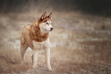 Siberian husky by Petra Lakerveld