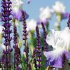 Summer gardens, lavender and lily fragrance by Tanja Riedel