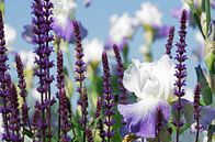 Sommer Gärten,  Lavendel und Lilien Duft  von Tanja Riedel Miniaturansicht