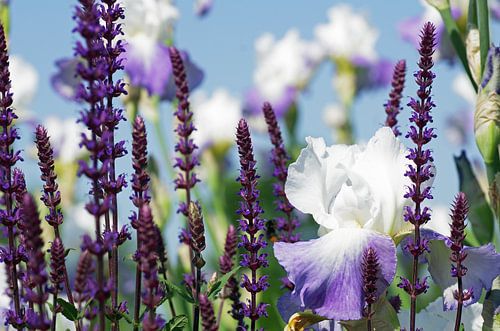 Jardins d'été, parfum de lavande et de lys 