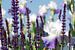 Sommer Gärten,  Lavendel und Lilien Duft  sur Tanja Riedel
