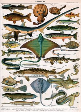 Alillot,Illustratie van Oceaan Fish
