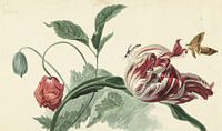 Tulpe und eine Mohnblume - Willem van Leen von Schilders Gilde Miniaturansicht