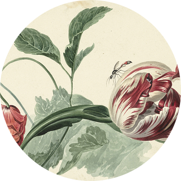 Tulp en een papaver, Willem van Leen