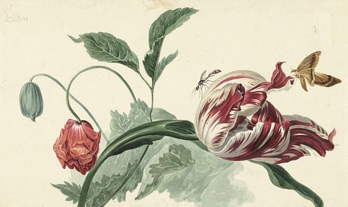 Tulpe und eine Mohnblume - Willem van Leen