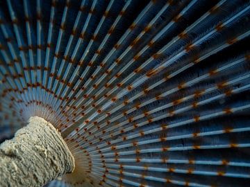 Peacock tube worm by René Weterings