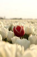 The Red Tulip