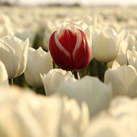 De rode tulp van William Visser