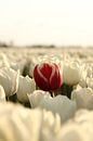 De rode tulp van William Visser thumbnail